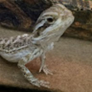 Meet your Posher, Antonio